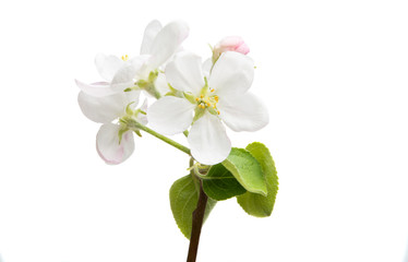 Fototapeta na wymiar apple tree flower isolated