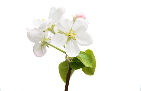 apple tree flower isolated