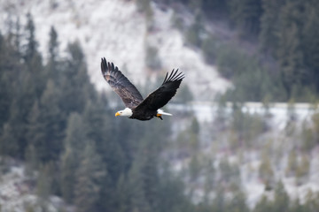 bald eagle fly's with fish in open sky