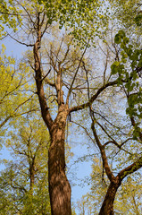 Fototapeta premium Brown tree with green leaves on a sunny day