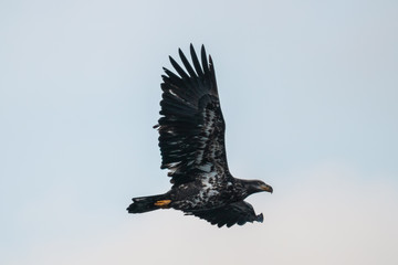 Young juvenile bald eagle soars in open sky