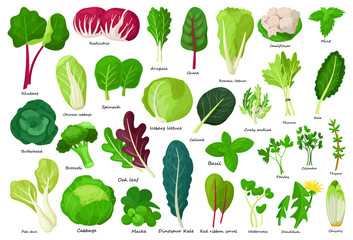 Vegetable lettuce cartoon vector icon.Illustration of isolated cartoon icon vegetable salad . Vector illustration set lettuce leaf and cabbage. - obrazy, fototapety, plakaty
