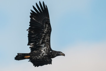 Young juvenile bald eagle soars in open sky