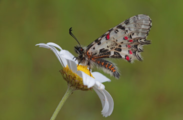forest fist butterfly (Zerynthia cerisyi)