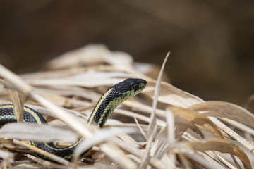 snake crawls in grass with head up