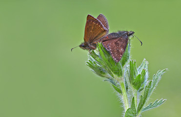 Rusty harpoon butterfly ; Erynnis tages