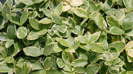 Green variegated leaves cover the ground in the garden, abstract background from ground cover plant  periwinkle small variegated