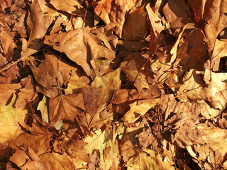 Fall Leaves Background