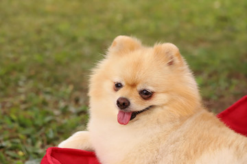 Cute Pomeranian boo breed dogs.