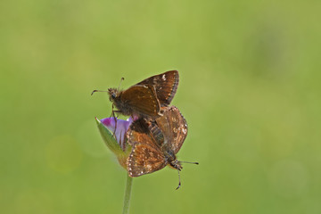 Rusty harpoon butterfly ; Erynnis tages