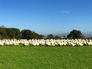 Fototapeta na wymiar Geese in a Field