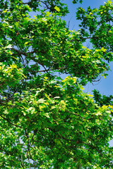 Thick branches with green leaves of maple