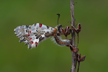 Fototapeta na wymiar forest fist butterfly (Zerynthia cerisyi)