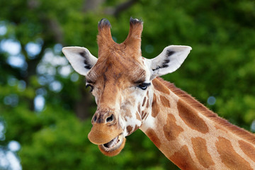 Giraffe Face 6