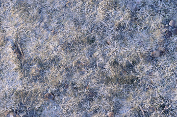 abstract background with frost fallen foliage and coniferous needles