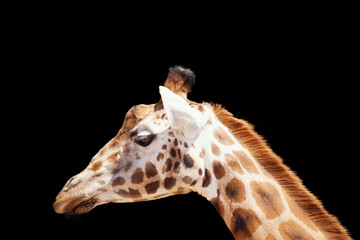 Giraffe looking left