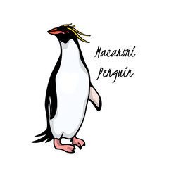 Obraz premium Hand drawn penguin