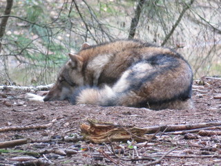 Wolf in the forest