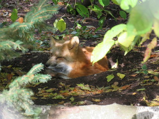 Fox under a tree