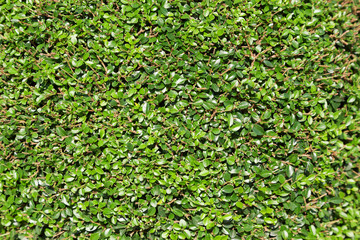 Green Leaves Background - 306759204