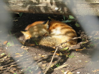 Fox is sleeping under a tree