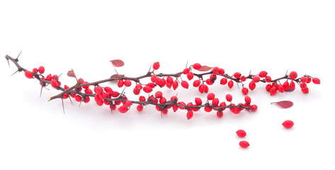 Barberry (Berberis vulgaris) branch with ripe berries.