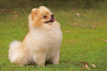 Naklejka na ściany i meble Cute Pomeranian boo breed dogs.