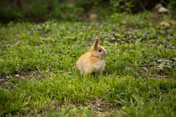 rabbit walking on the lawn.
