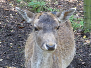 Fototapeta premium deer in the forest