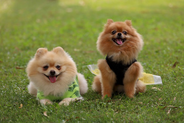 Cute Pomeranian boo breed dogs.