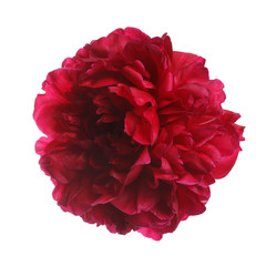 Burgundy terry peony flower isolated on white background.