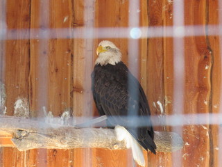bird of prey in a ranch