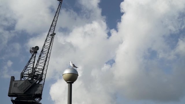 Seagull standing on the street lamp in front of black construction crane. Action. Beautiful white bird on a streetlight with a crane and blue cloudy sky background.