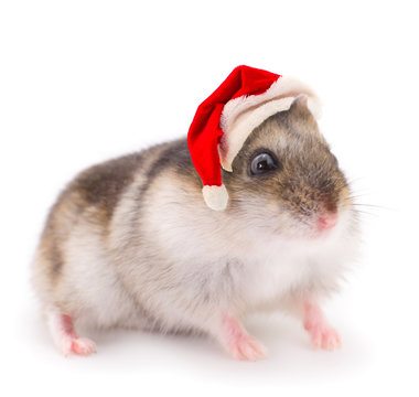 Rat in a red Santa Claus hat.
