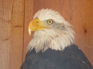 bird of prey in a ranch