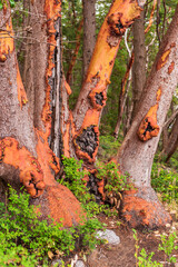 Abstract red Arbutus and green tree background. Rocks and mountains in Vancouver, Canada.