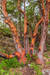 Abstract red Arbutus and green tree background. Rocks and mountains in Vancouver, Canada.