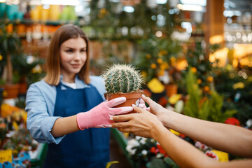 Female seller shows plants in a pot to woman