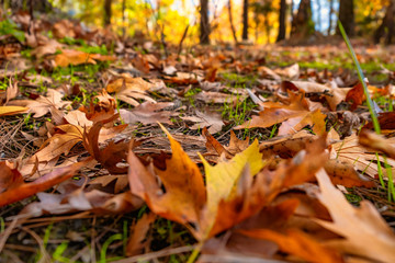 Belemedik Natural Park autumn season colors