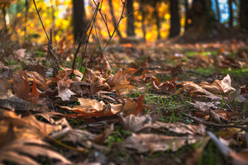 Fototapeta na wymiar Belemedik Natural Park autumn season colors