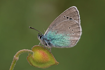 Obraz premium Blue Bream Butterfly ; Glaucopsyche alexis