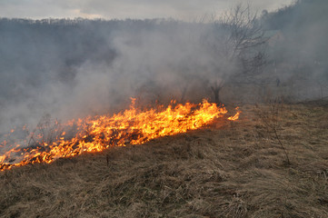 In spring, a dry grass is burned