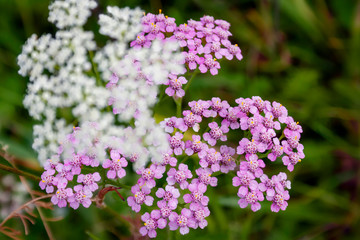 Milfoil inflorescence macro. Bright yarrow flower in the meadow on a blurry green background.