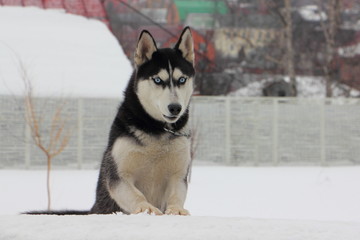 A dog with blue eyes Siberian Husky looks ahead on white snow and fence background