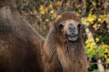Bactrian camel (Camelus bactrianus). Domesticated animal.