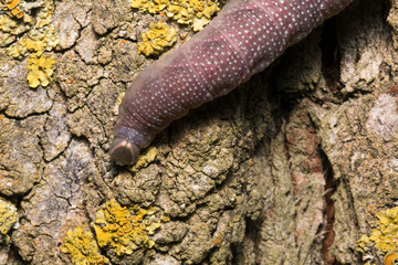 The blue tail of a caterpillar
