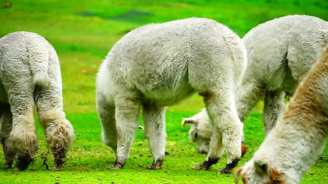 Alpacas and sheep eatin grass on a cloudy day