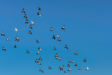 flock of parallel flying pigeons in the sun, synchronized flight, group of flying pigeon against...