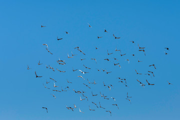 pigeons flying in profile, flock of parallel flying pigeons in the sun, synchronized flight, group...