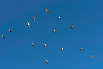 flock of parallel flying pigeons in the sun, synchronized flight, group of flying pigeon against blue sky